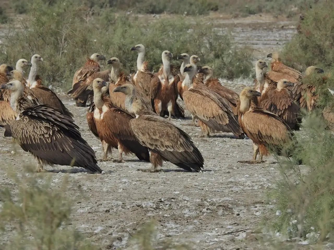 Vultures in Panna Tiger Reserve of Madhya Pradesh