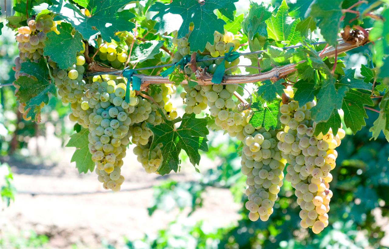 The ARI-516 hybrid variety was created by crossing two species from the same genus Vitis, the Catawba variety of Vitis labrusca, and the beautiful seedless variety of Vitis labrusca.