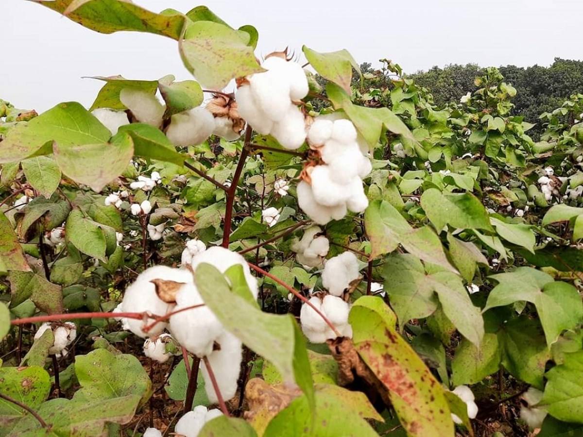 Scientists are studying new techniques to increase the cotton yielding