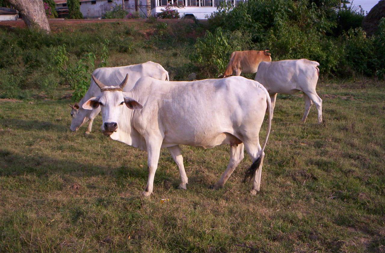 According to the policy, genetic improvement of breeds through artificial insemination has been undertaken on a mission mode, with approximately 15 lakh cows inseminated annually at no cost.