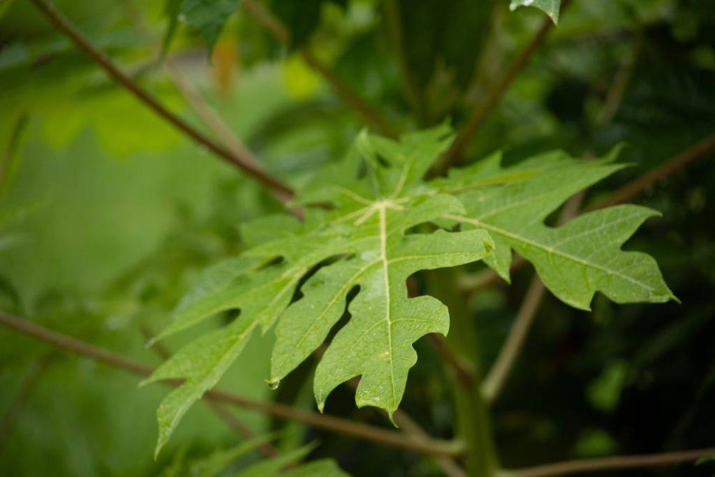 Papaya Leaves