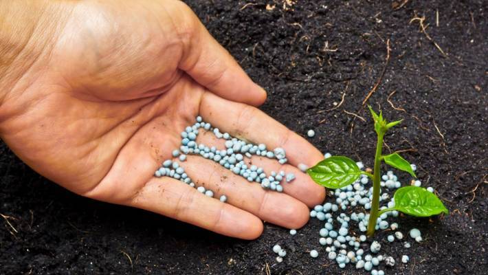 Fertilizing the plant