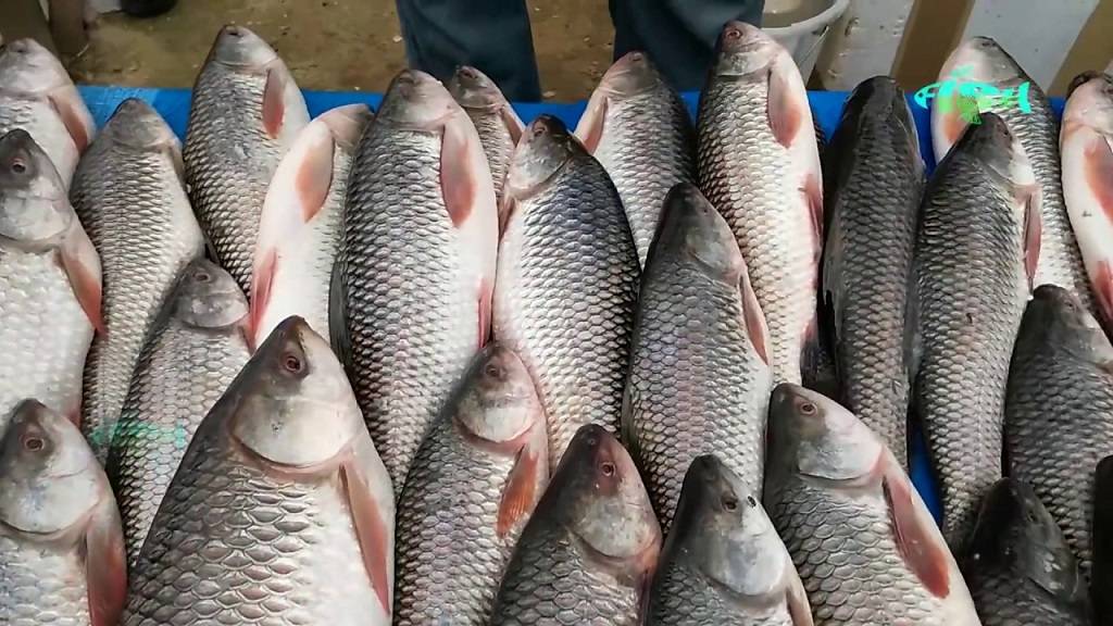 The Rohu fish of the Mithila region, particularly in the regions of Madhubani and Darbhanga is recognized for its flavor