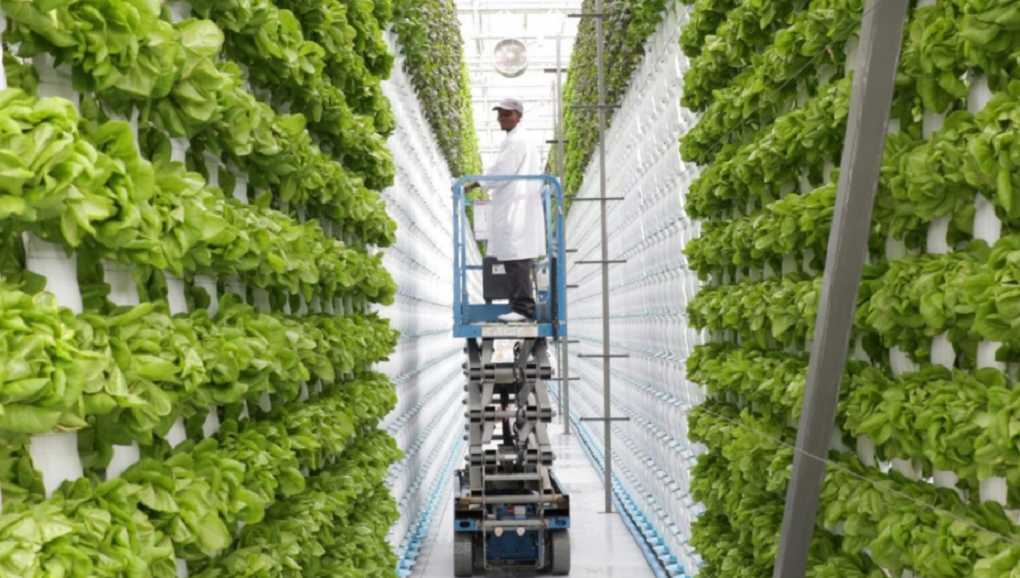 Vertical Farming