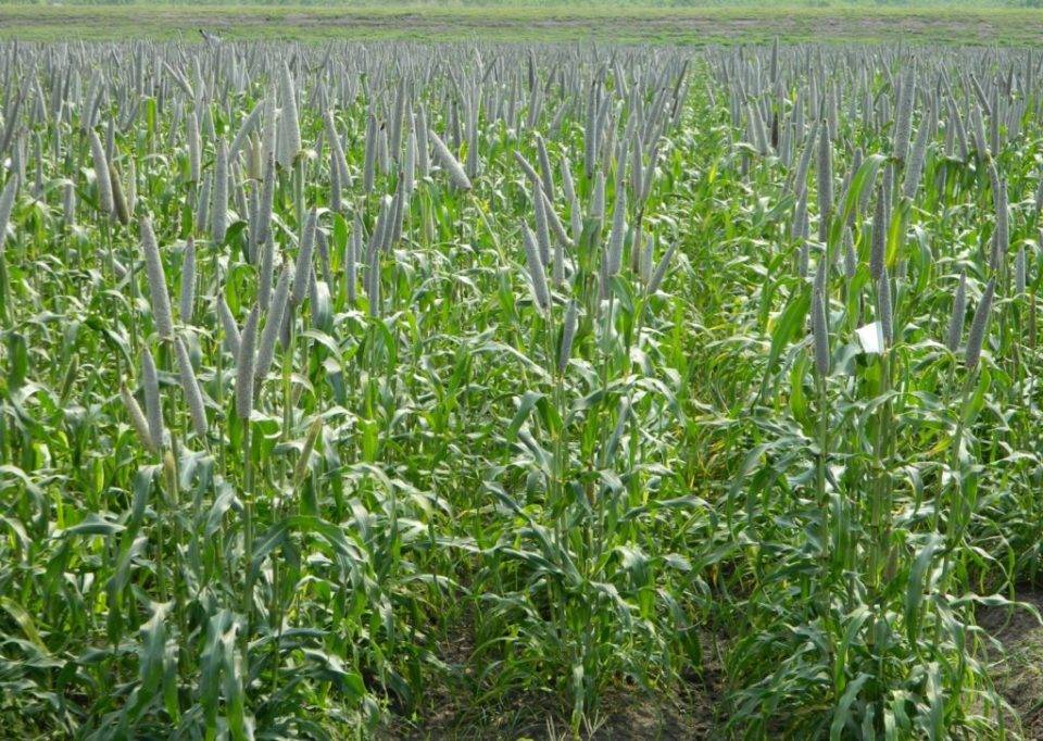 'Chakti,' an Iron-Fortified Pearl Millet (Pic Credit-ICRISAT)