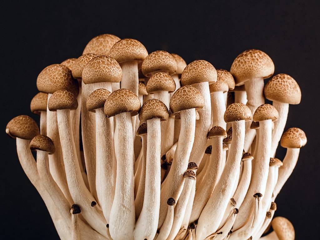 Research reveals that mushrooms can talk to each other using electrical signals