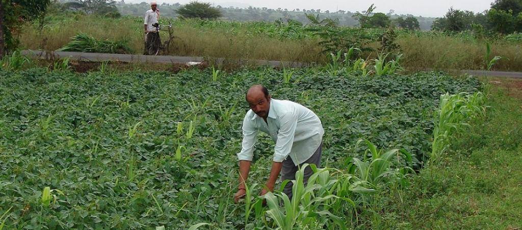 Natural farming, sometimes known as "do nothing" farming, is an environmentally sustainable approach to growing food that is based on the premise that a fair connection between the farmer and nature must be the foundation of the farmer's actions, rather than on practice.