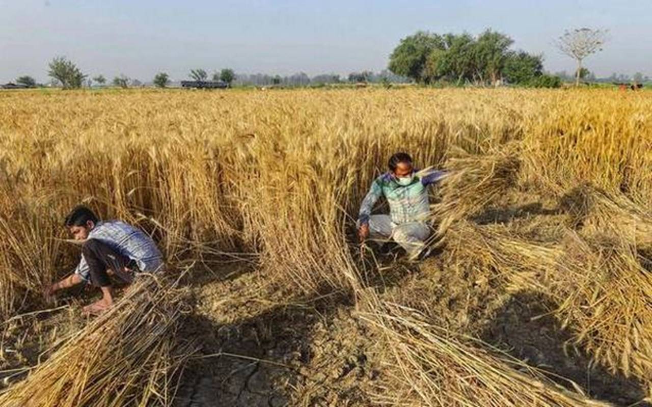 Summer Sowing in Gujarat Reached a New High, 23% More than last 3 years ...