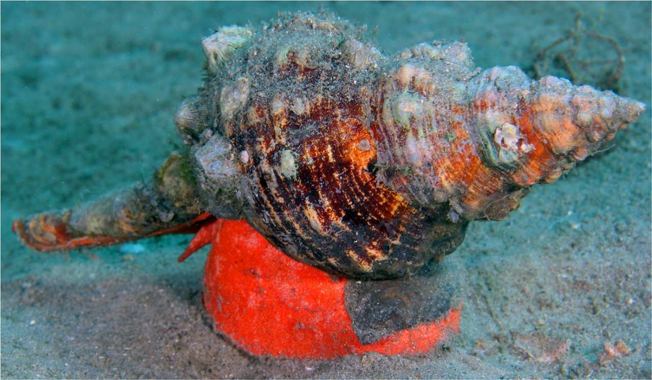 Beautiful Picture of Horse Conch