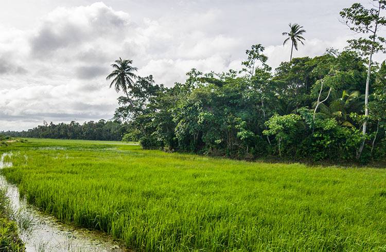 Crop Field