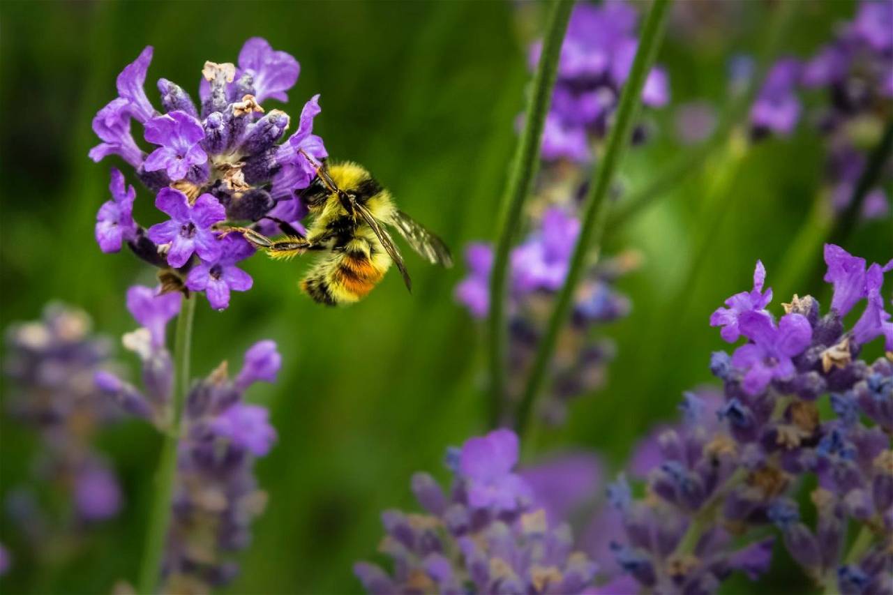 Bee sat on flowers