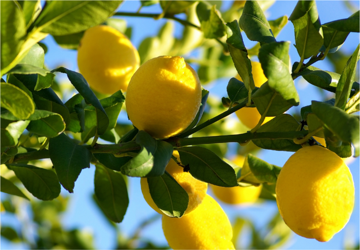 Lemons on Tree