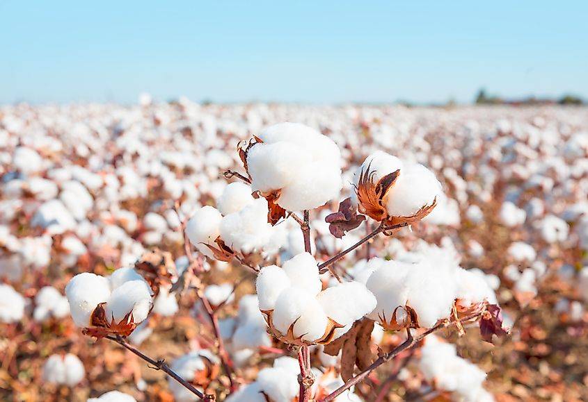 Cotton Bales