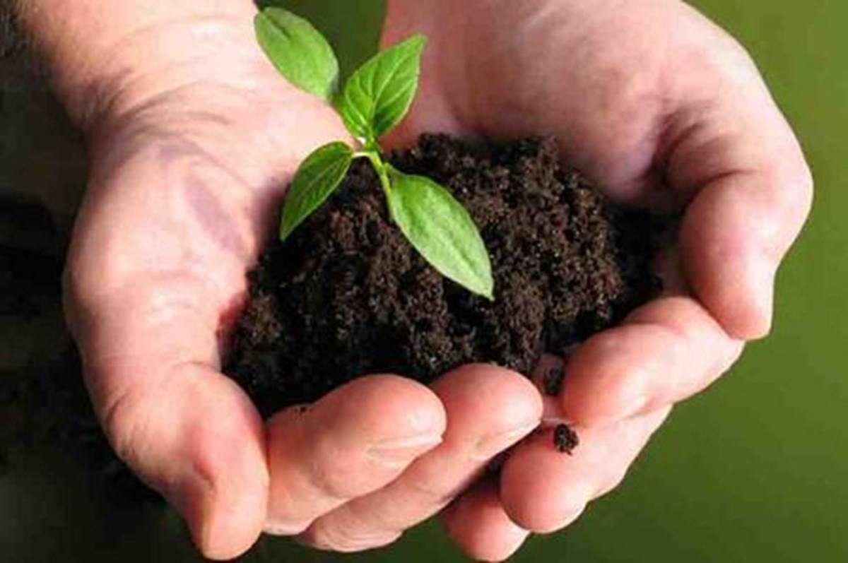 Soil and a small plant in hand