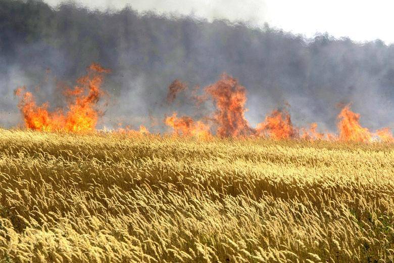 Over the last two weeks, ripening wheat harvests have set fire throughout Uttar Pradesh, Rajasthan, Punjab, and Haryana, according to farmers and officials.