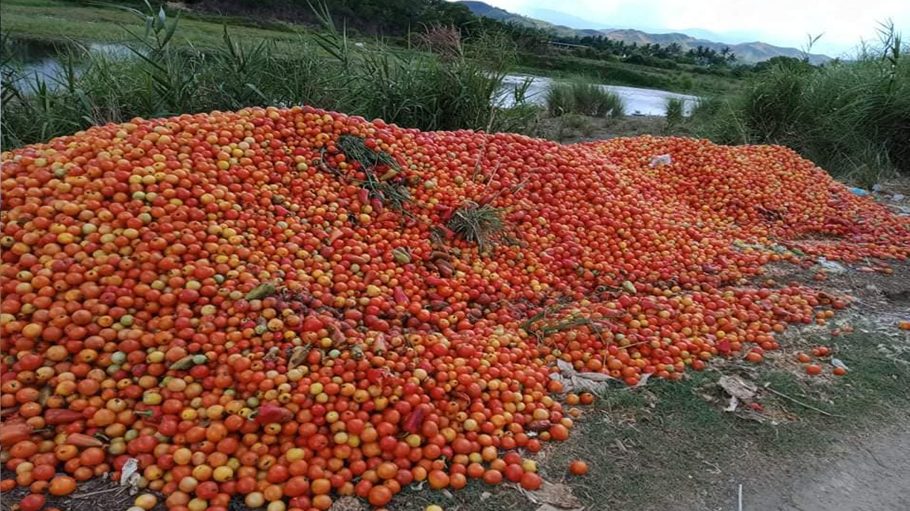 In a protest against the low prices, farmers threw away baskets filled with their tomato produce