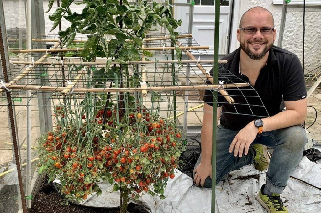 Douglas encountered a single stem in his greenhouse, to which a total of 1,269 cherry tomatoes were attached