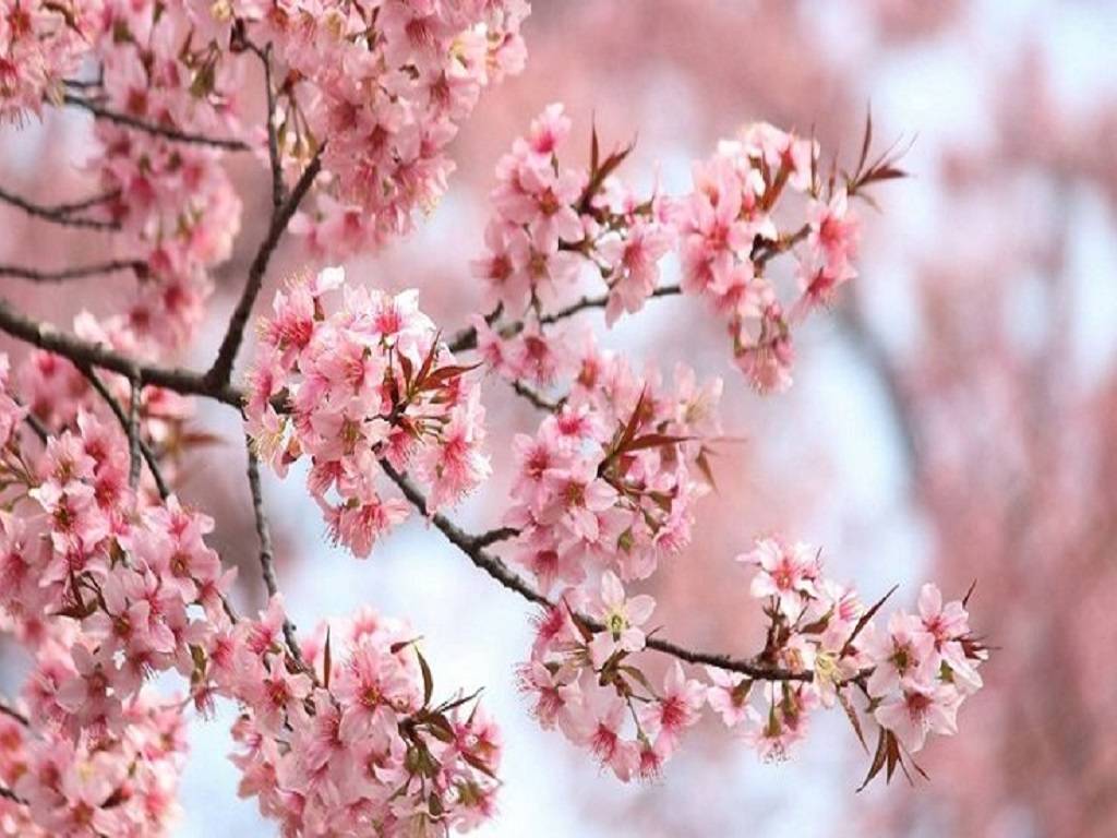 Sakura: National Flower of Japan