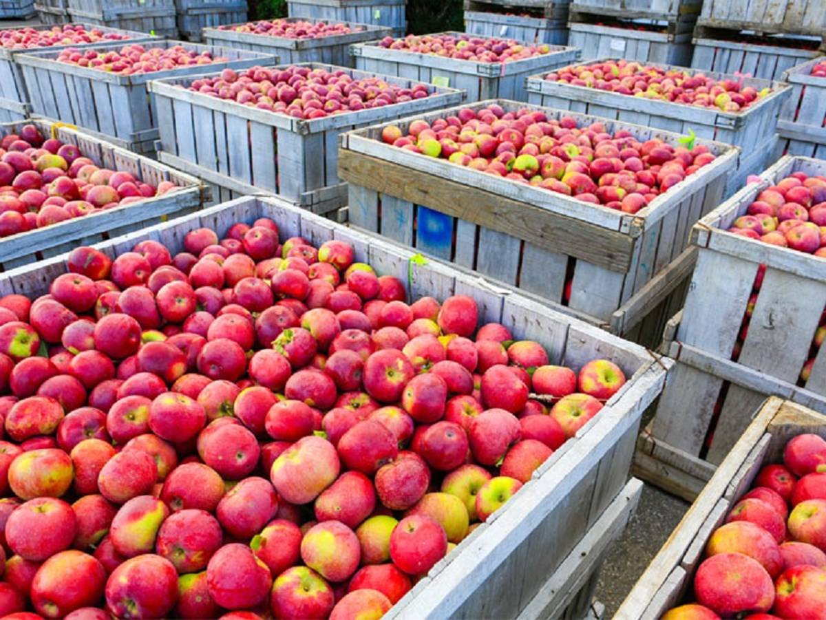 The partnership hopes to nurture and cultivate 50,000 tonnes of the best-of-breed apples in five varieties over the next three years.