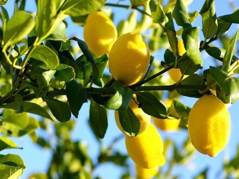 Lemon Farming