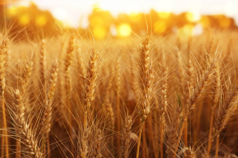 Wheat Field