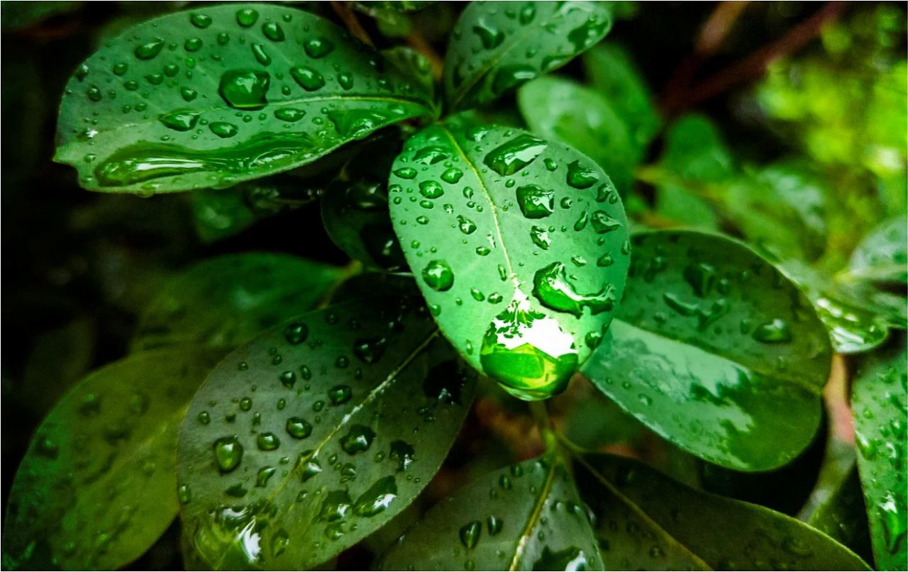 Plant Leaves with Raindrops