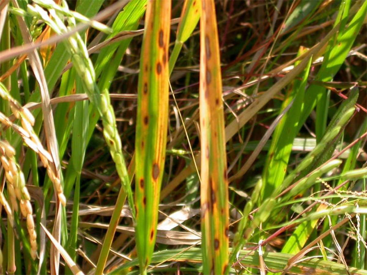 Brown Leaf Spots in Rice