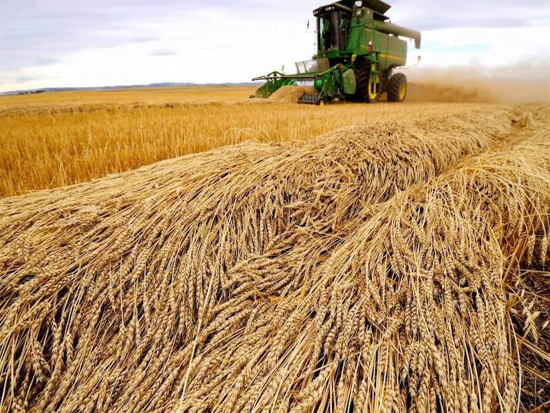 Wheat Production