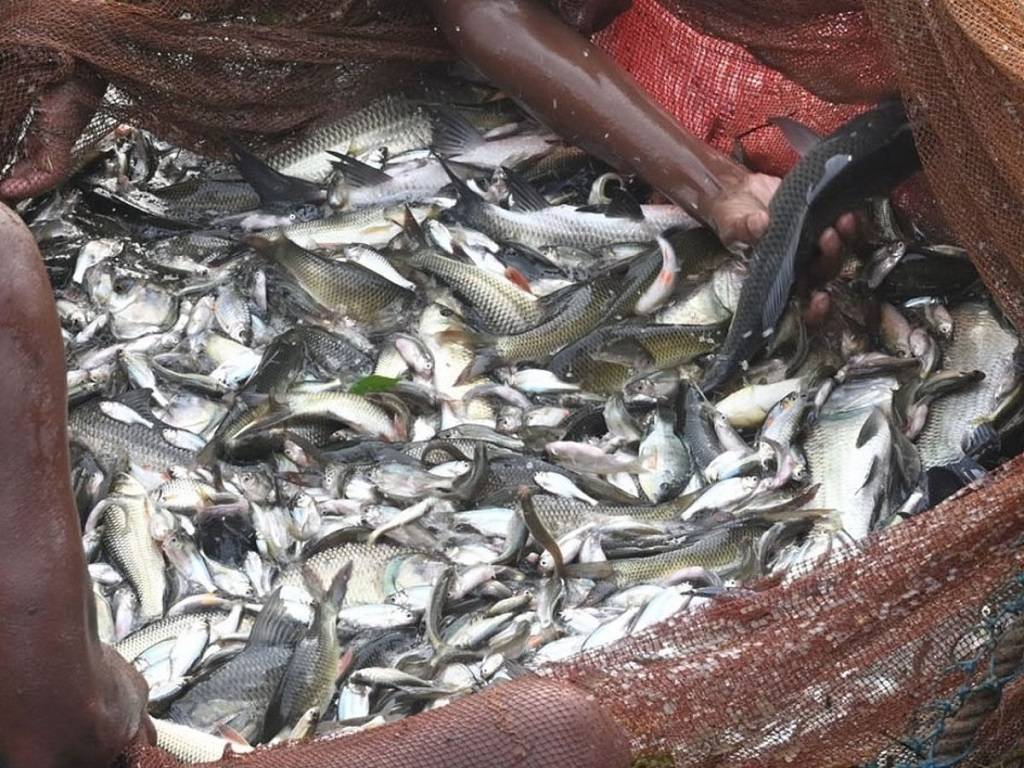 Fish Farming to get boost from Govt