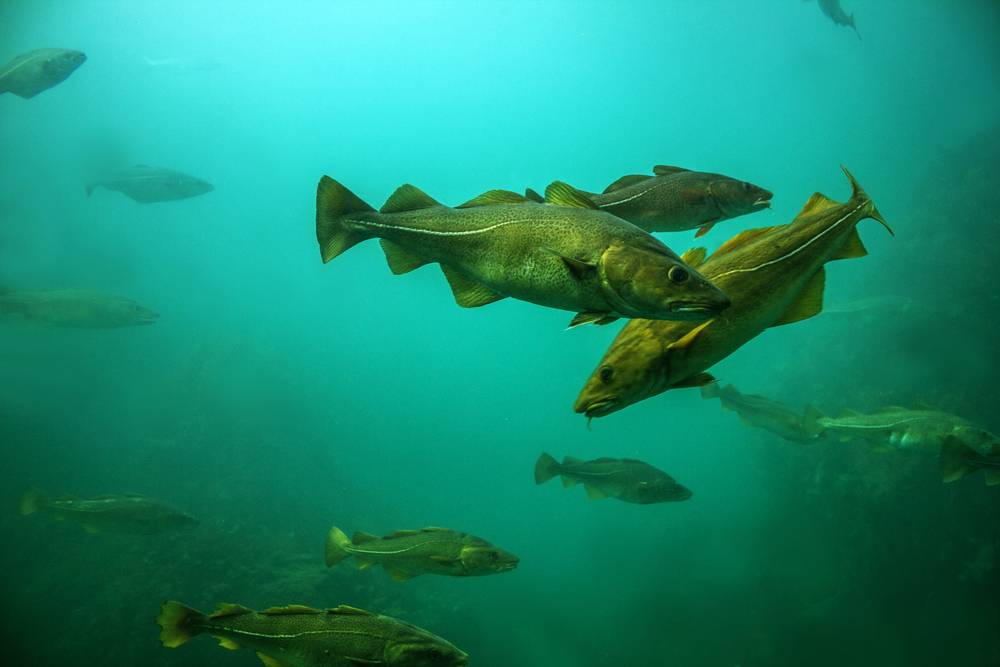 Fishes in Ocean