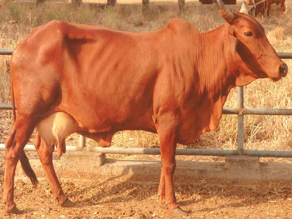 Red Sindhi Cattle Breed