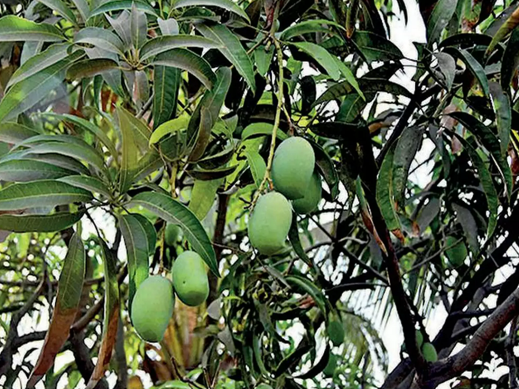 Mango Cultivation