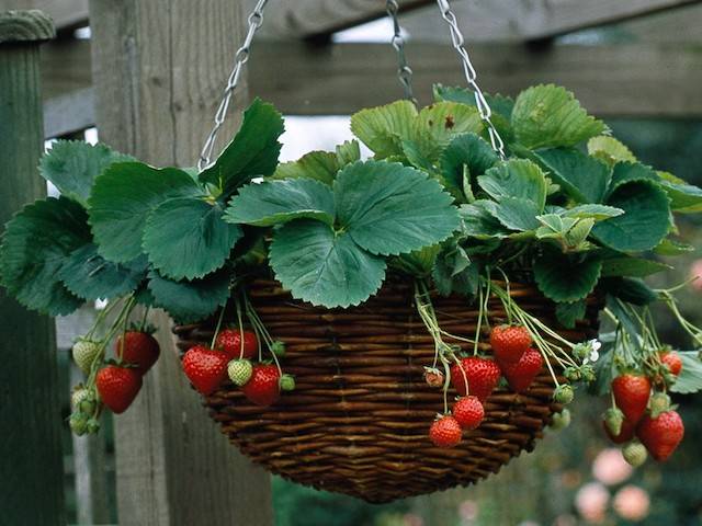 Strawberries In A Hanging Basket