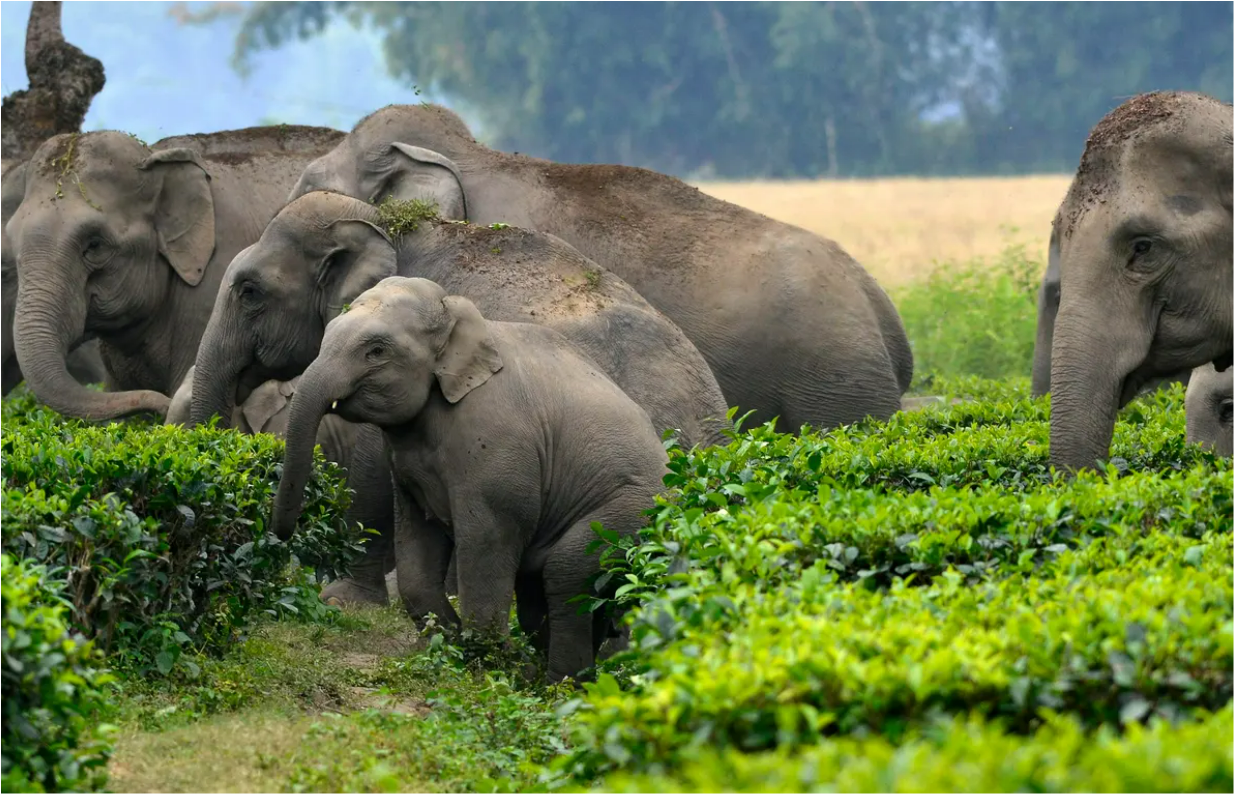 Elephants in Cropfield