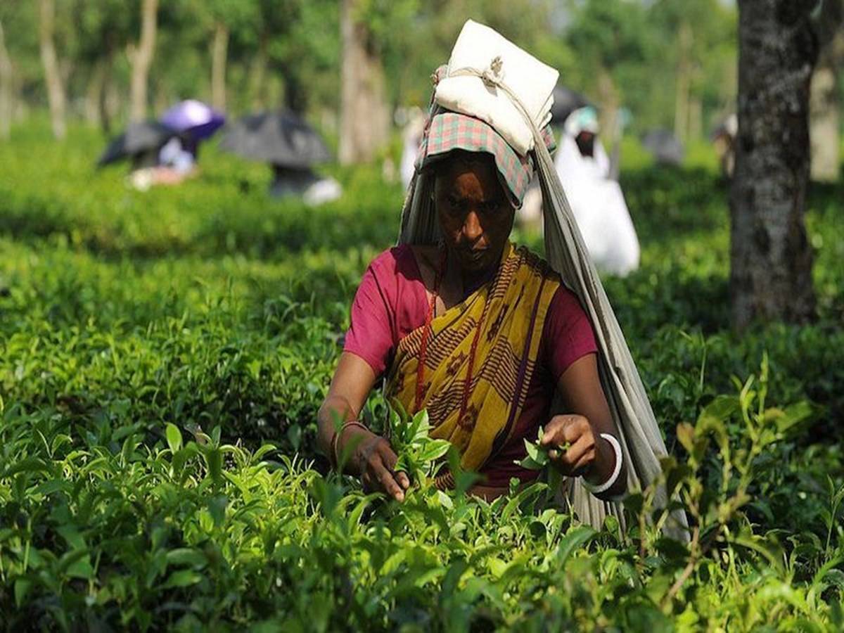 Tea Garden Worker