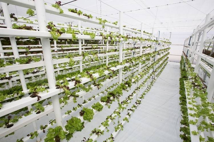 Vertical farming includes use of significantly less water, protection from typical pests