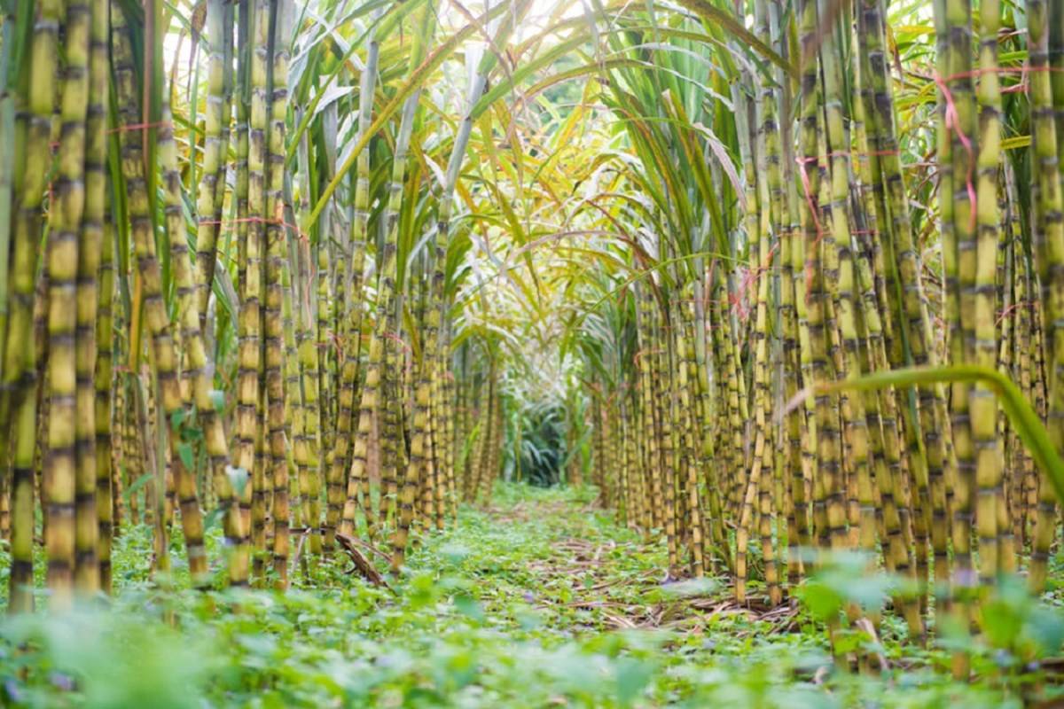 Sugar cultivation in the state increased by 90,000 hectares