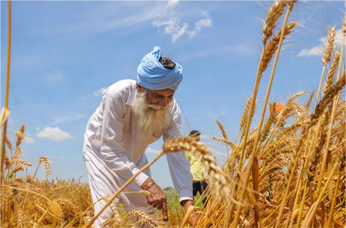 Farmer working in his field