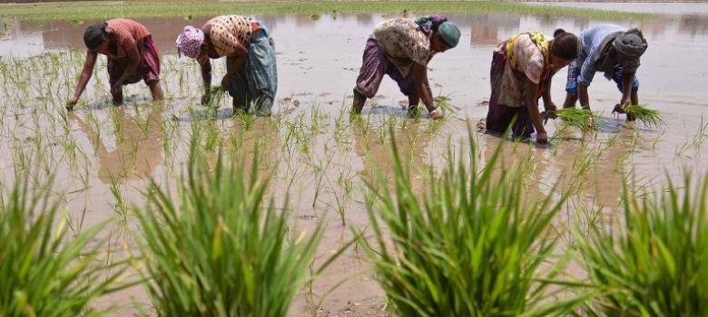 Farmers working in field