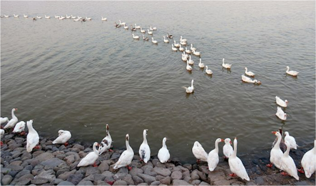 Beautiful View of Sukhna Lake (Sukhna Wildlife Sanctuary)