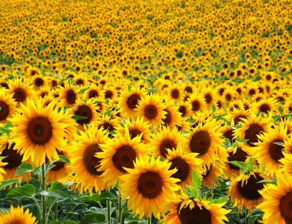 Sunflower cultivation in India