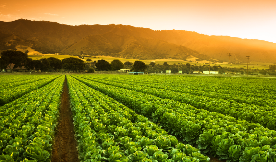 Agricultural Land