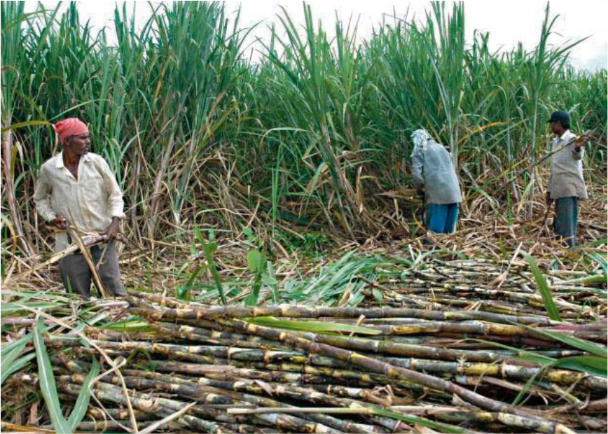 Sugarcane Farmers working in their Field