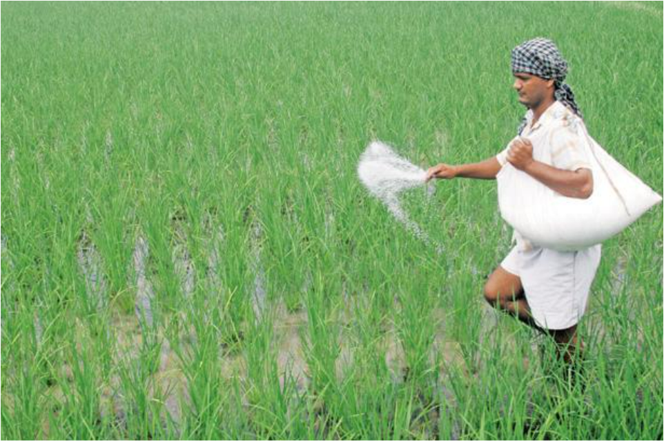 A Farmer Sprinkling Fertilizer in Rice Field