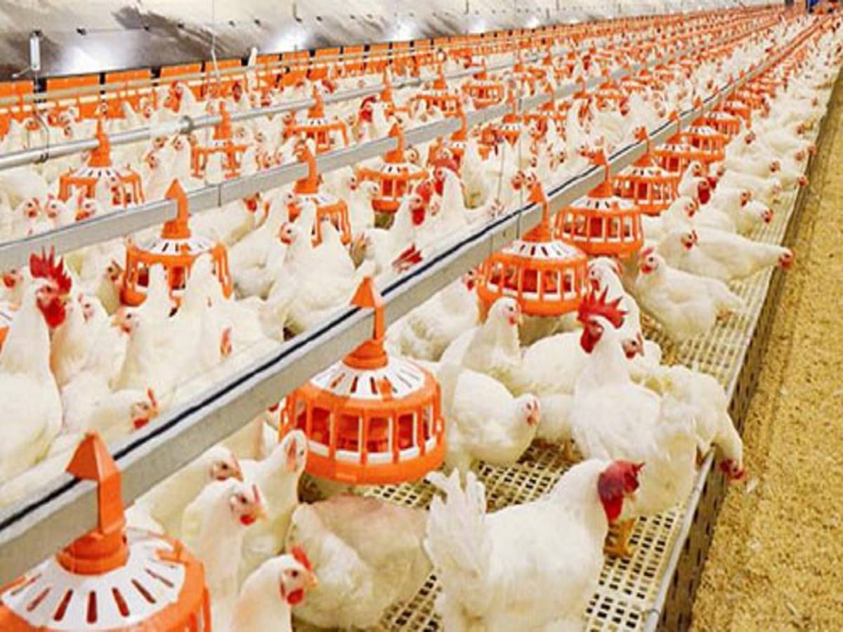 Poultry Equipment to increase productivity
