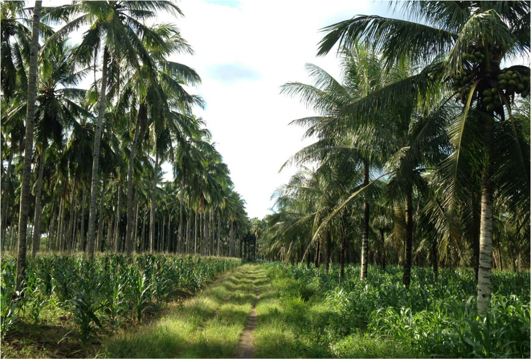 Coconut Cultivation