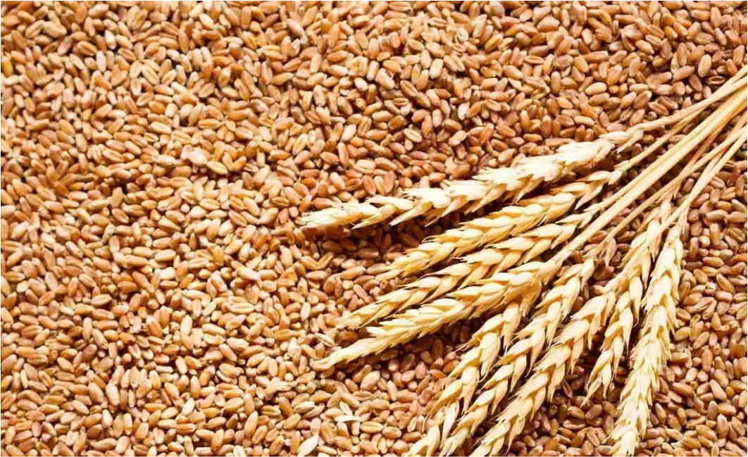 Indian Wheat