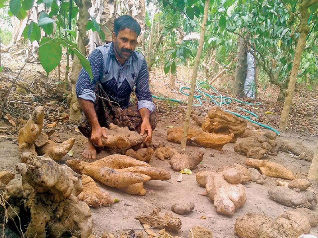 The tuber man of Kerala