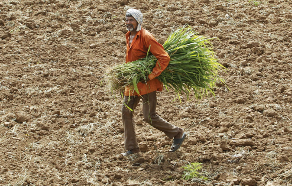 Farmer in his field