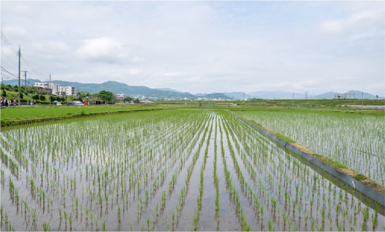 Paddy Field